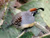 Gambel's Quail